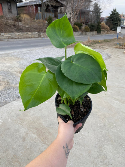 Monstera-Deliciosa -6 inch
