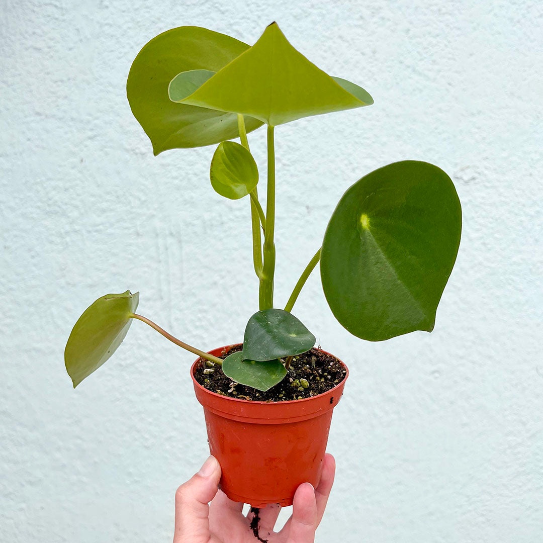 Peperomia-Raindrop Owls Eye 4"