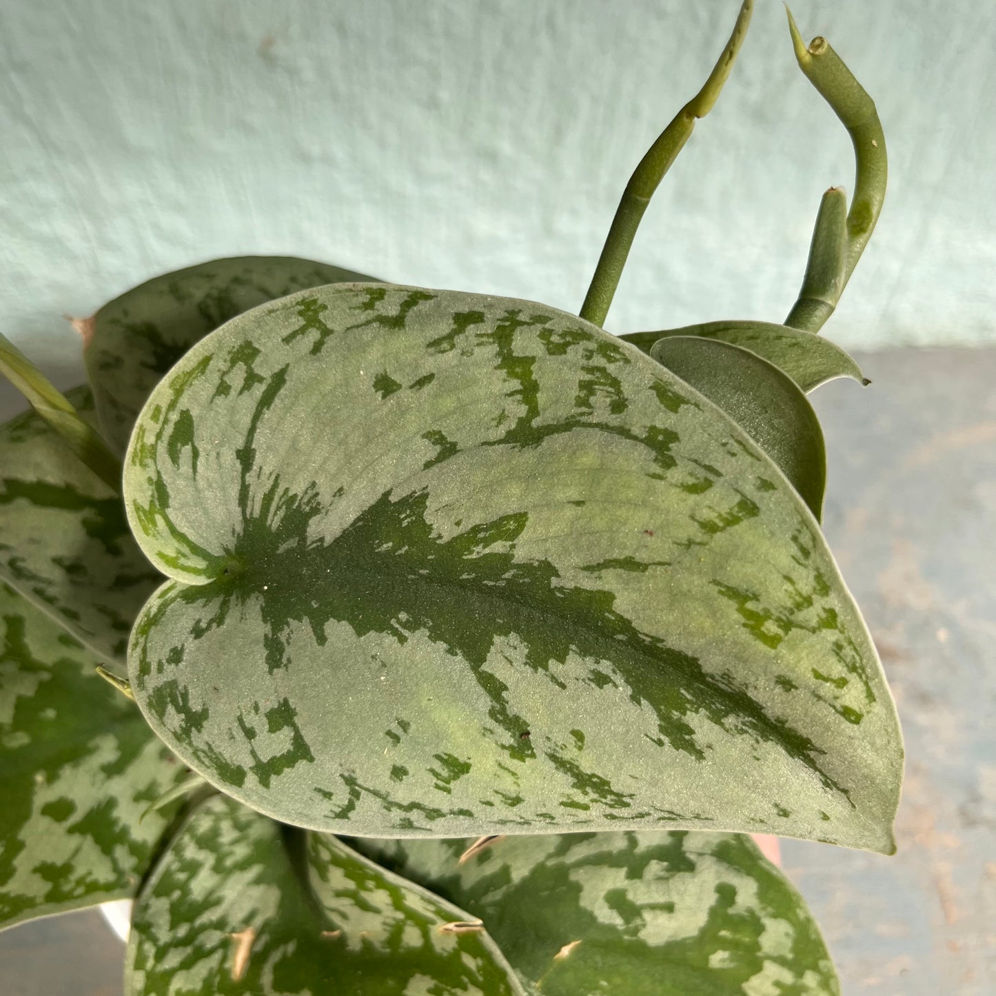 Scindapsus Pictus - Exotica (Silver Splash Pothos) 4 inch