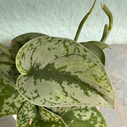 Scindapsus Pictus - Exotica (Silver Splash Pothos) 4 inch