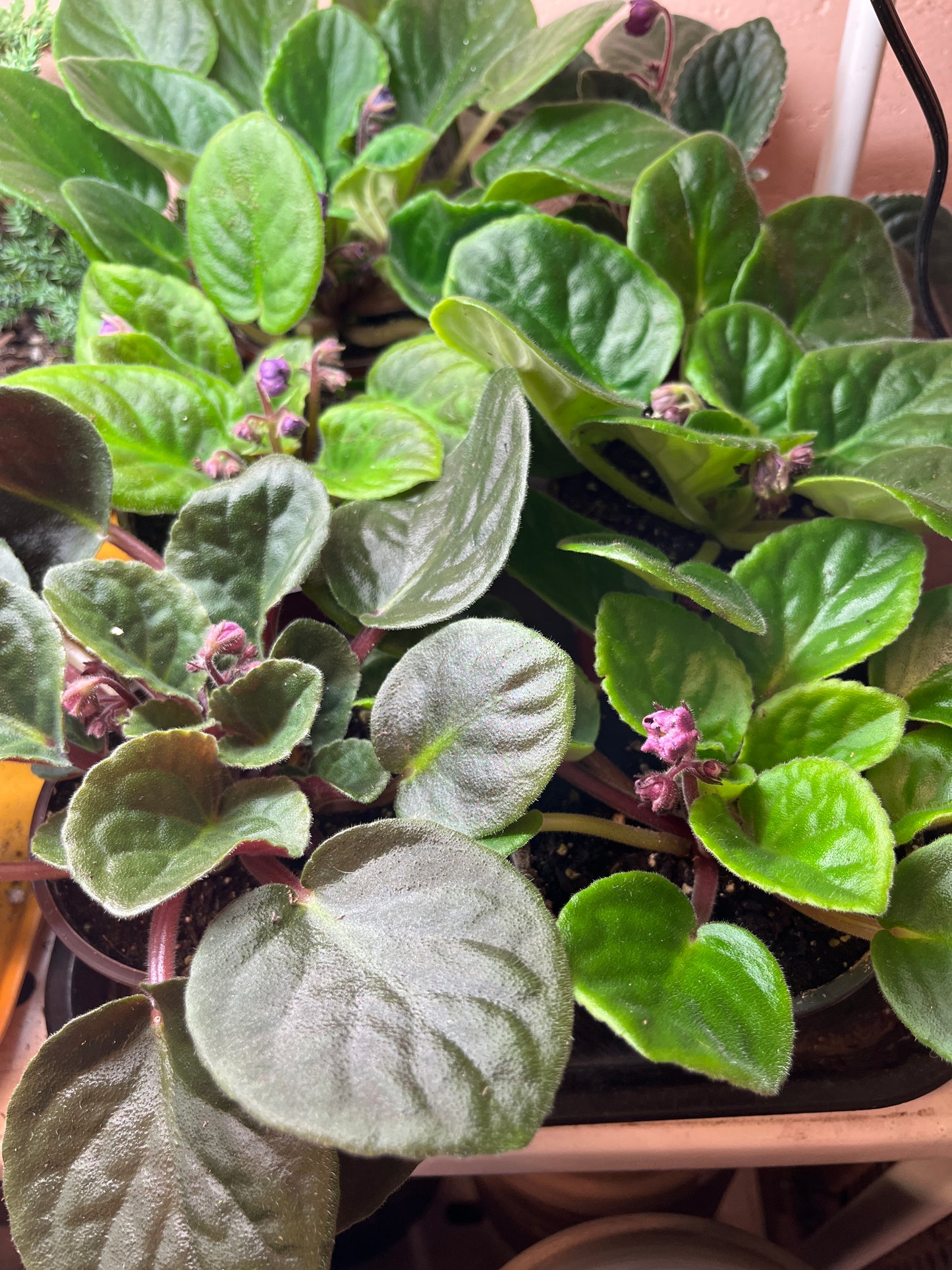 African Violet-Assorted- 4 inch