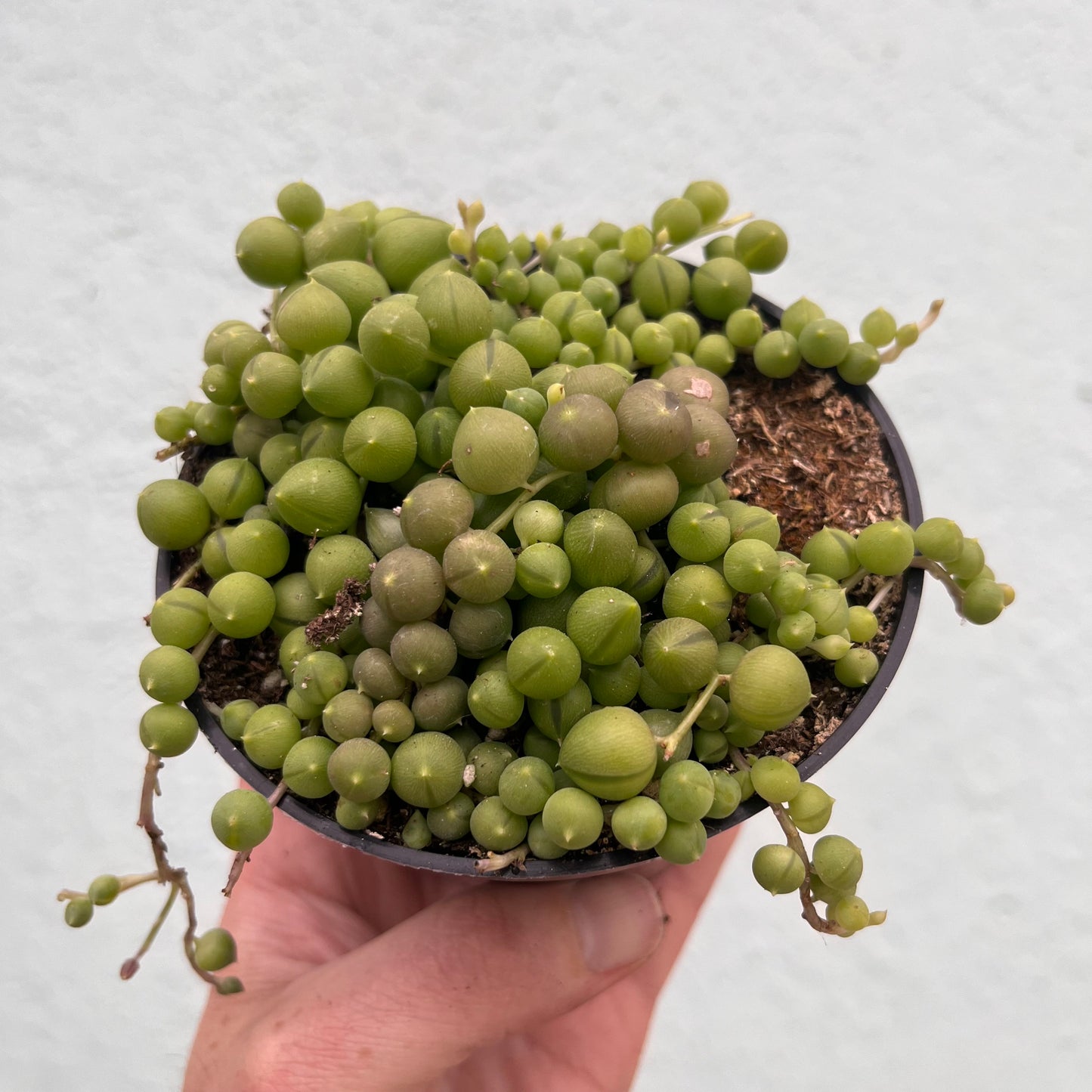 Senecio-Rowleyanus (String of Pearls)- 4 inch