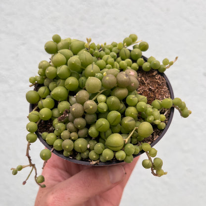 Senecio-Rowleyanus (String of Pearls)- 4 inch