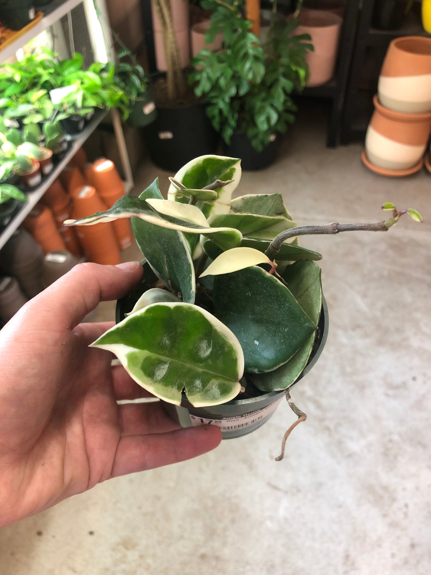 Hoya-Crimson Queen 4"