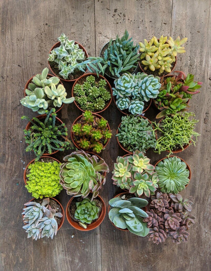 Succulents-Assorted- 4 inch