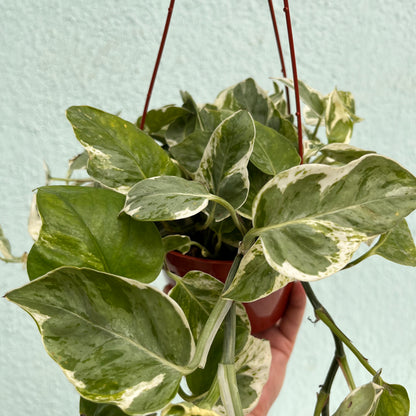 Pothos - Pearls and Jade 6 inch HB