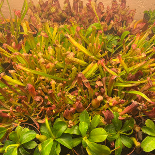 Carnivorous-Assorted 2 inch