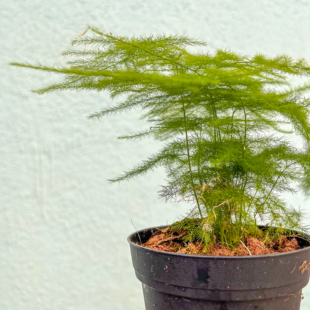 Fern-plumosa (Asparagus Fern)- 4 inch
