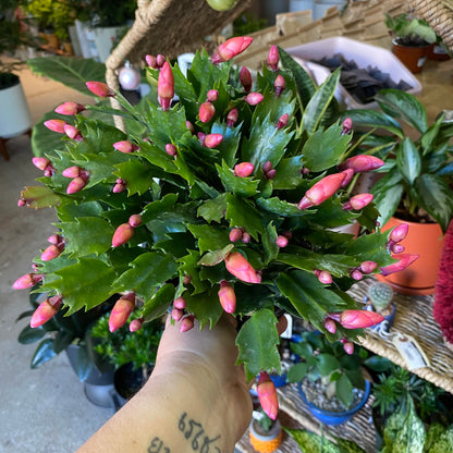 Cactus-Holiday-6 inch