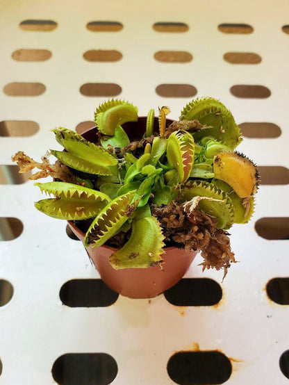 Carnivorous Venus Fly Trap 2 inch