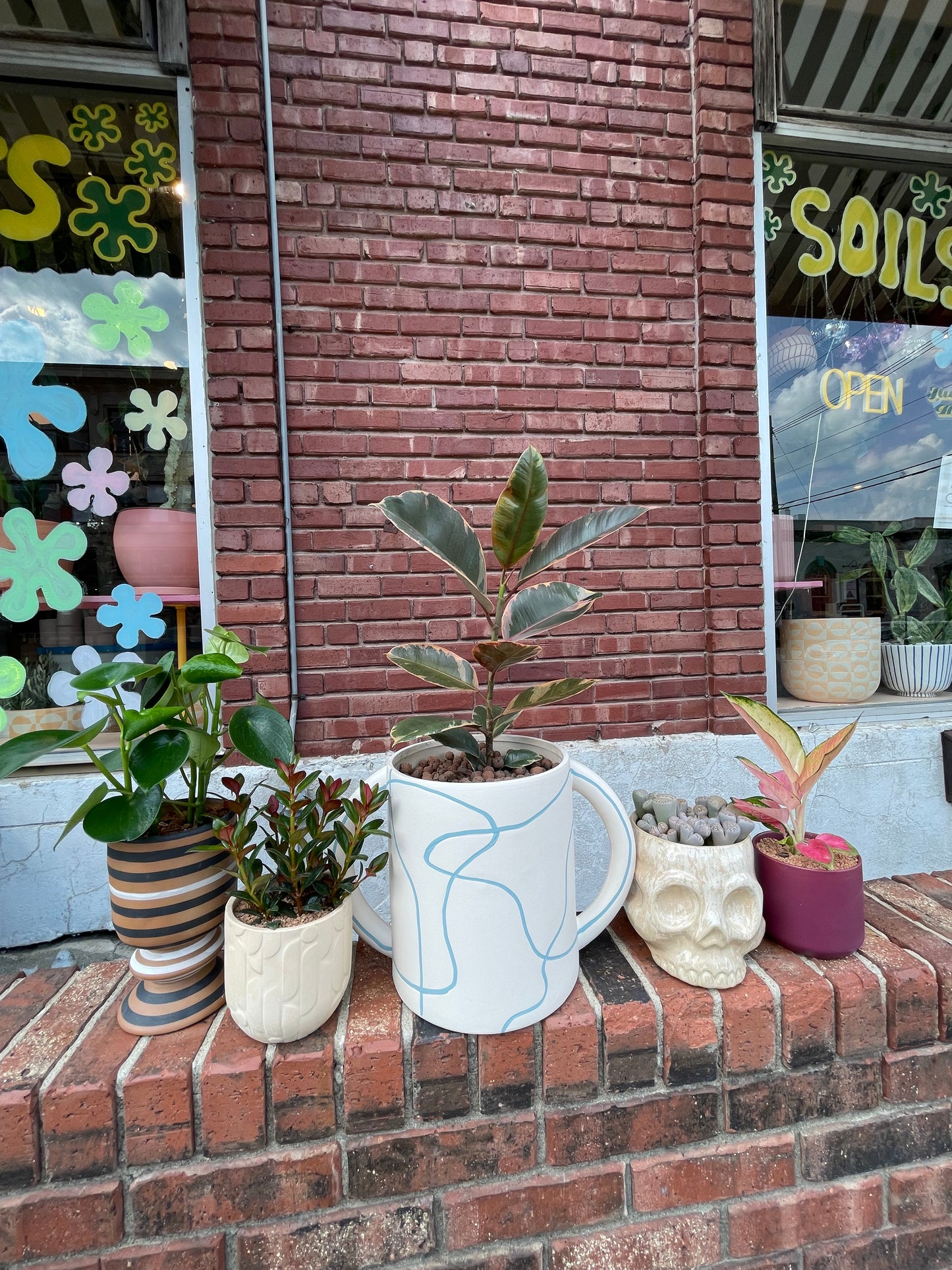 Plant Gram- "It Looks Like Brains!"