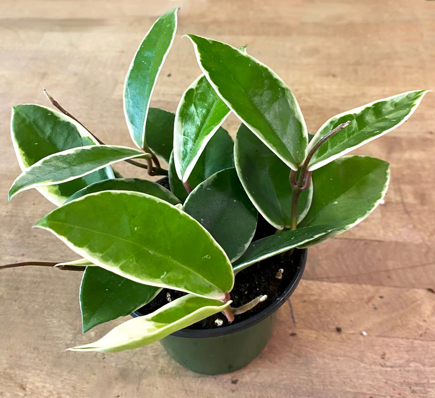 Hoya-Crimson Queen 4"