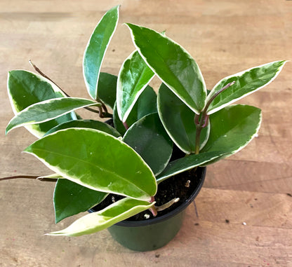 Hoya-Crimson Queen 4"