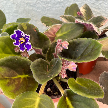 African Violet-Assorted- 4 inch