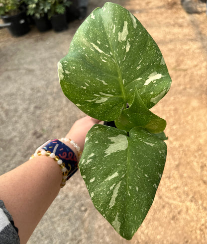 Monstera Deliciosa Thai Constellation 4 inch