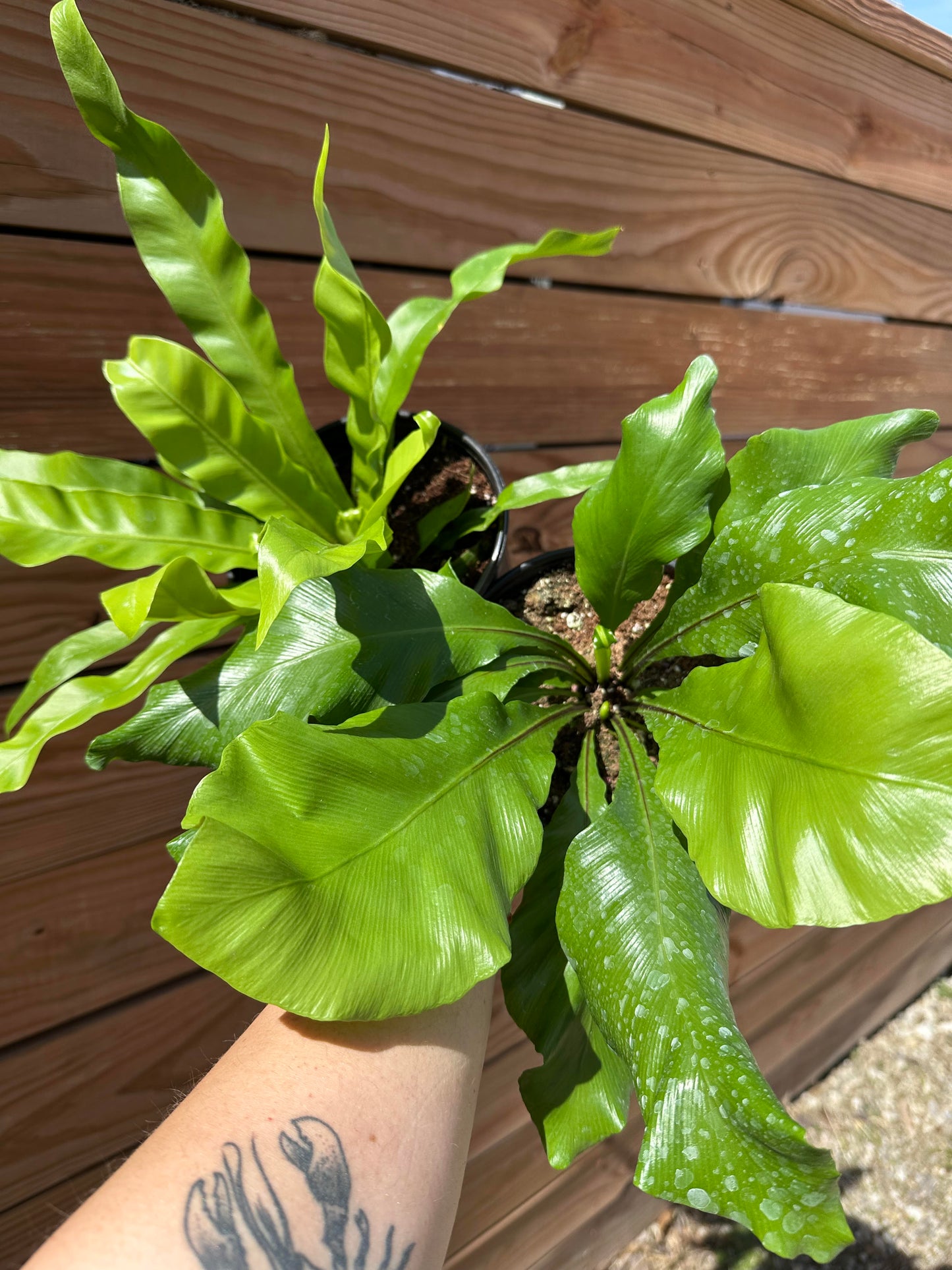 Fern - Birdsnest Assorted 6 inch