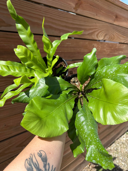 Fern - Birdsnest Assorted 6 inch