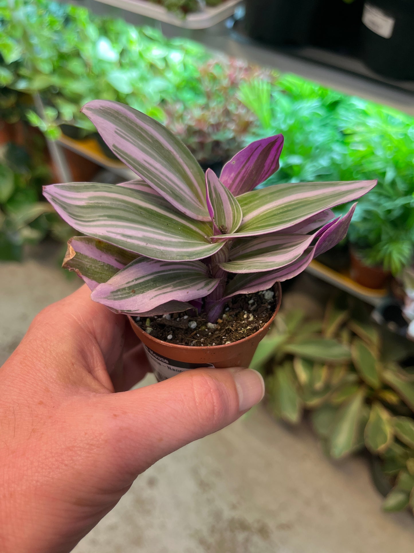 Tradescantia-Nanouk Pink  2 inch