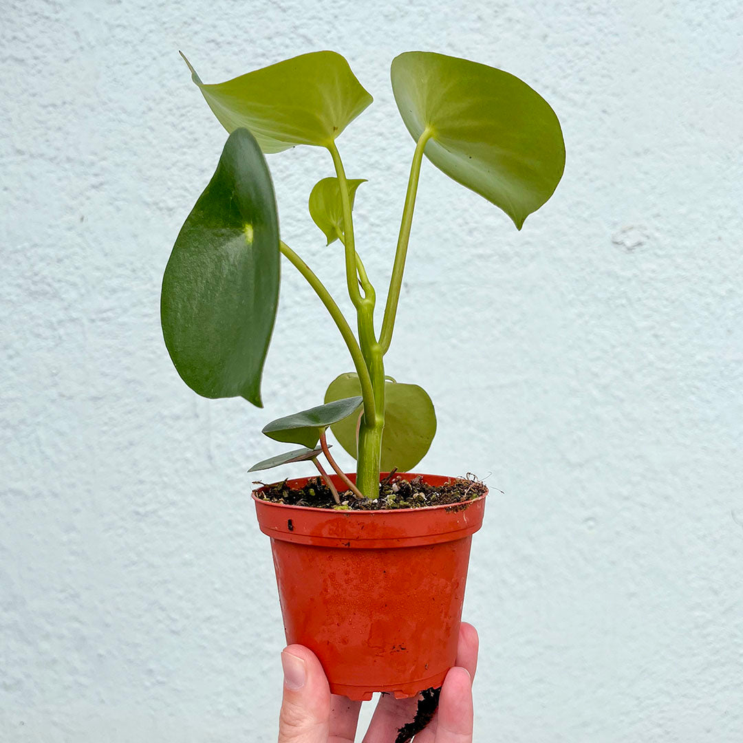 Peperomia-Raindrop Owls Eye 4"