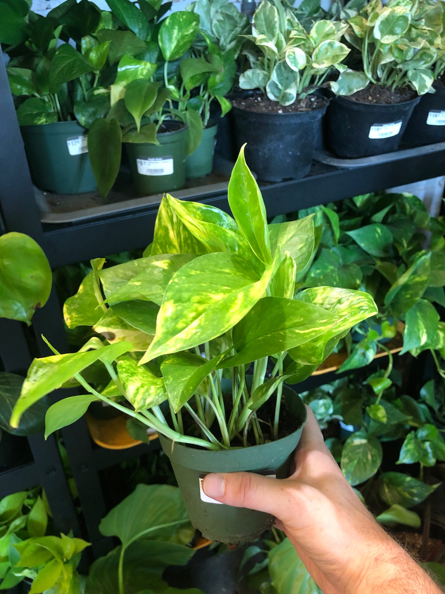 Pothos - Golden 4 inch