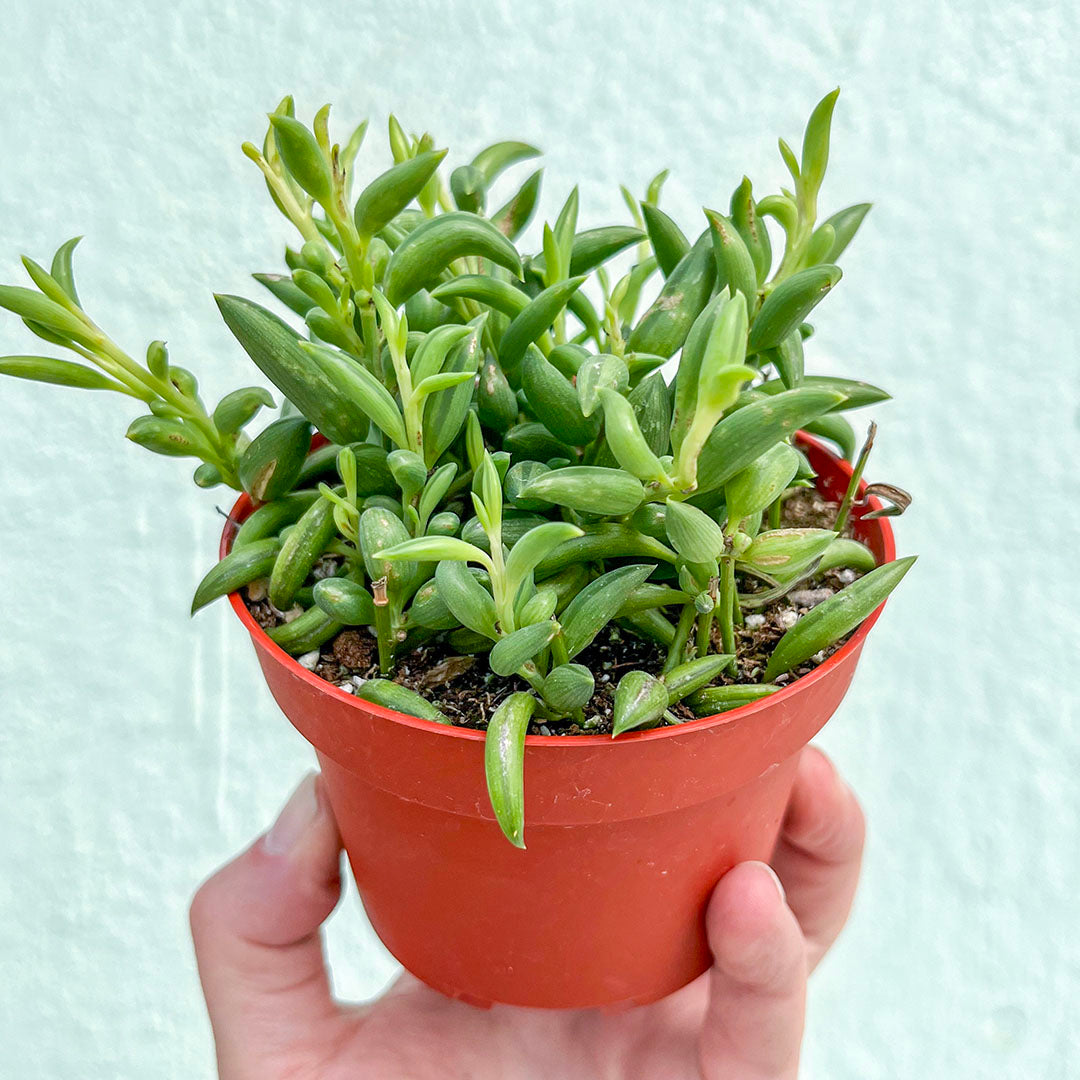 Senecio-Radicans (String of Bananas)-4 inch