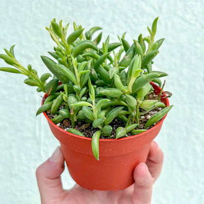 Senecio-Radicans (String of Bananas)-4 inch
