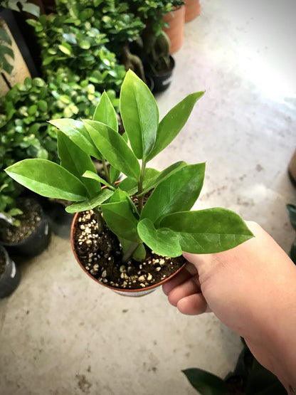 Zamioculcas-Zamifolia (ZZ Plant) 4