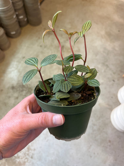 Peperomia Puteolata Parallel 4 inch
