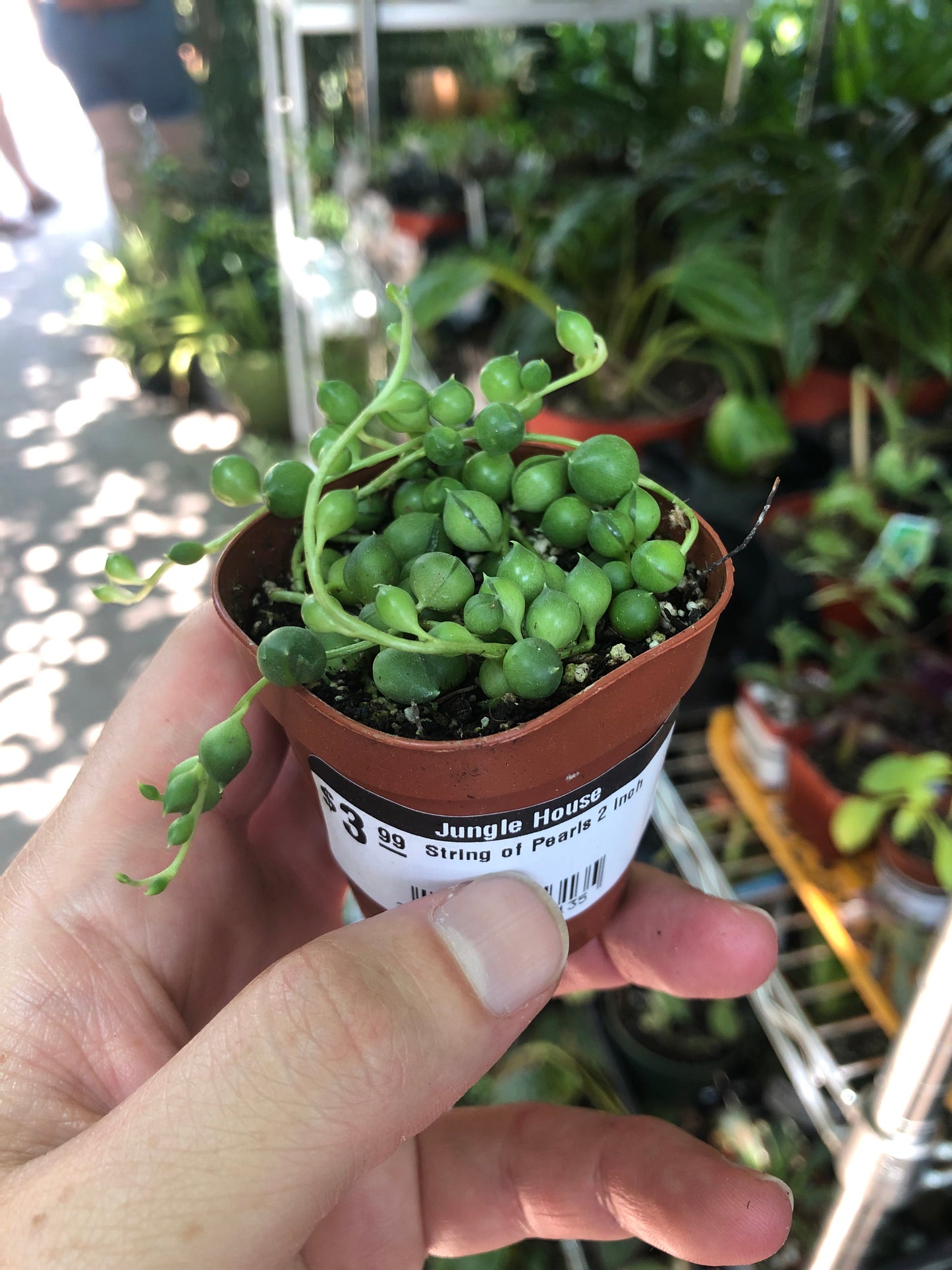 Senecio-Rowleyanus (String of Pearls)-2 inch