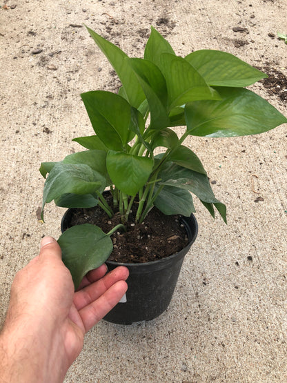 Pothos-Jade 6" pot