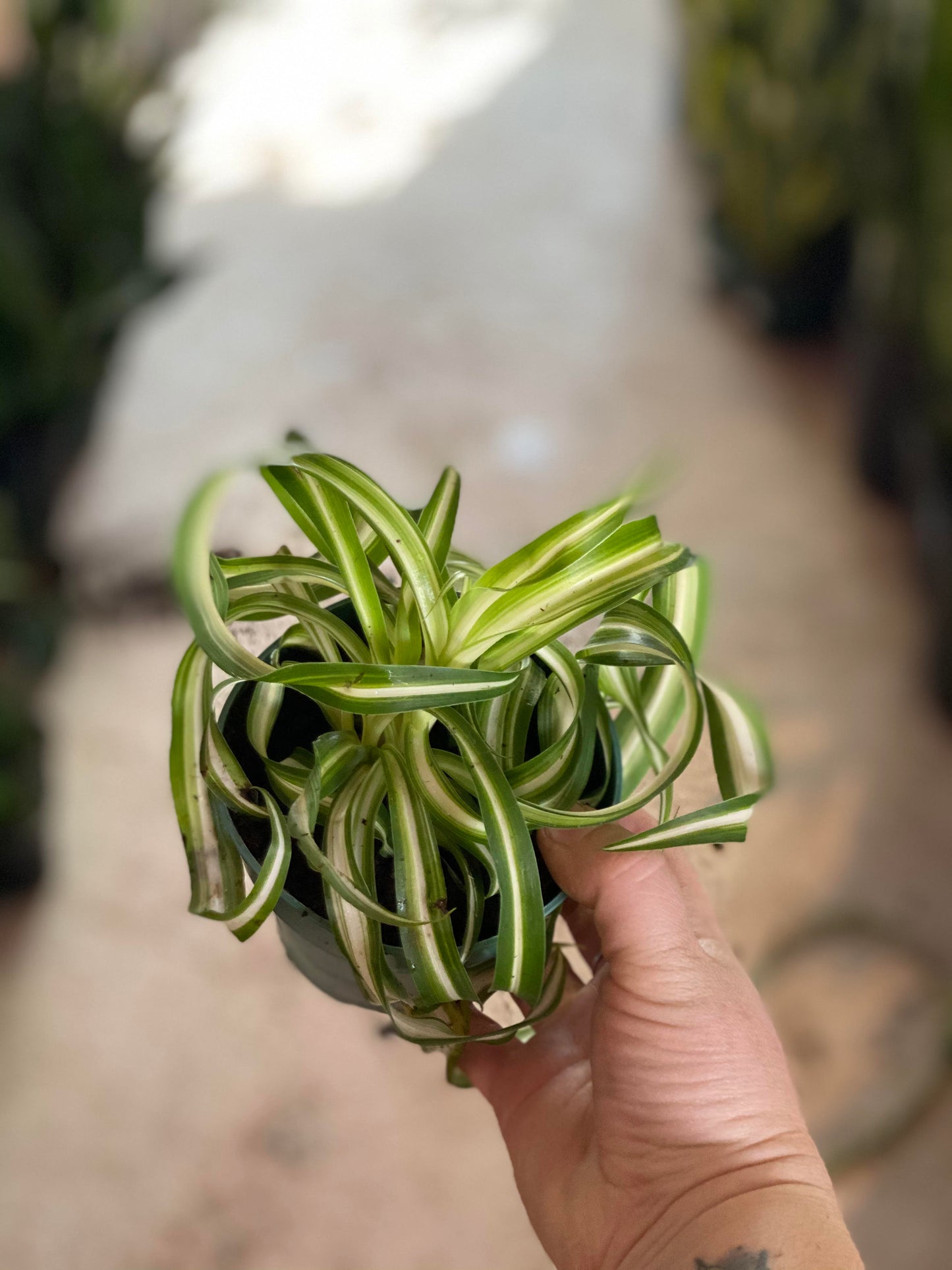 Spider-Bonnie 4 inch