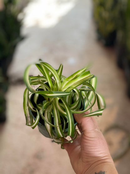 Spider-Bonnie 4 inch