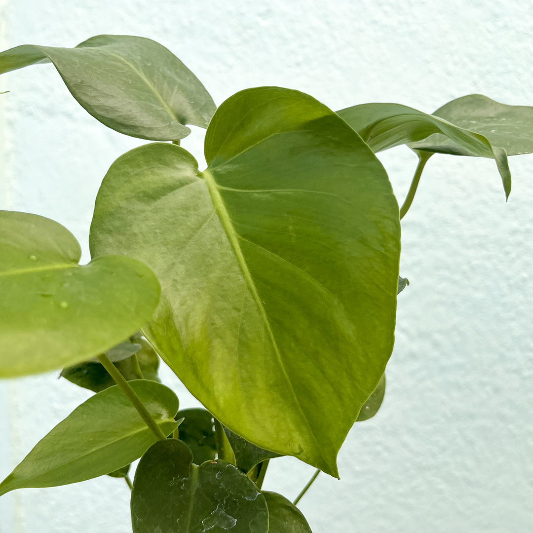 Monstera-Deliciosa 4 inch