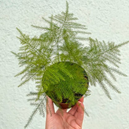 Fern-plumosa (Asparagus Fern)- 4 inch