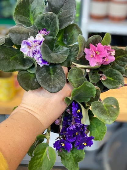 African Violet-Assorted- 4 inch