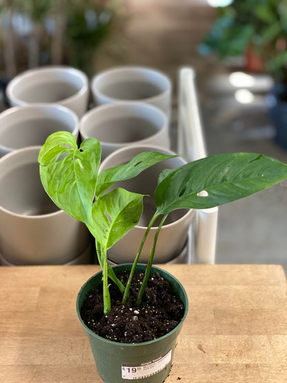 Monstera-Adansonii-4 inch
