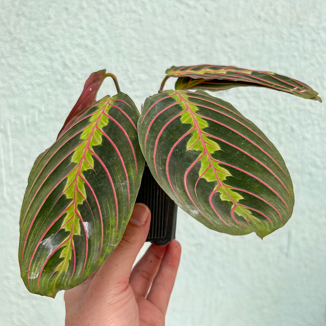 Maranta - Red 3"