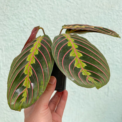 Maranta - Red 3"