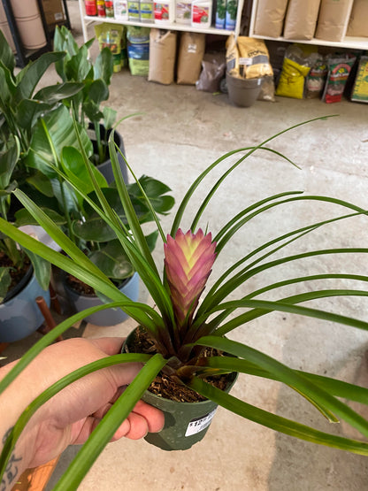 Bromeliad-Tillandsia Pink Cyanea (Pink Quill) 4 inch