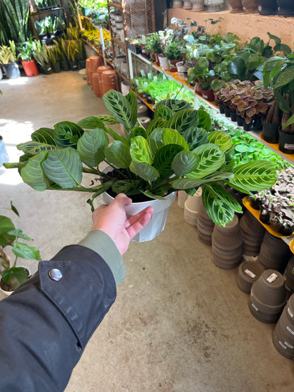 Maranta-Lemon Lime-6 inch