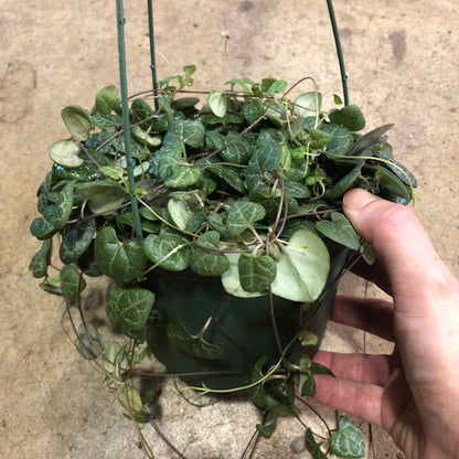 String of Hearts 6" hanging basket