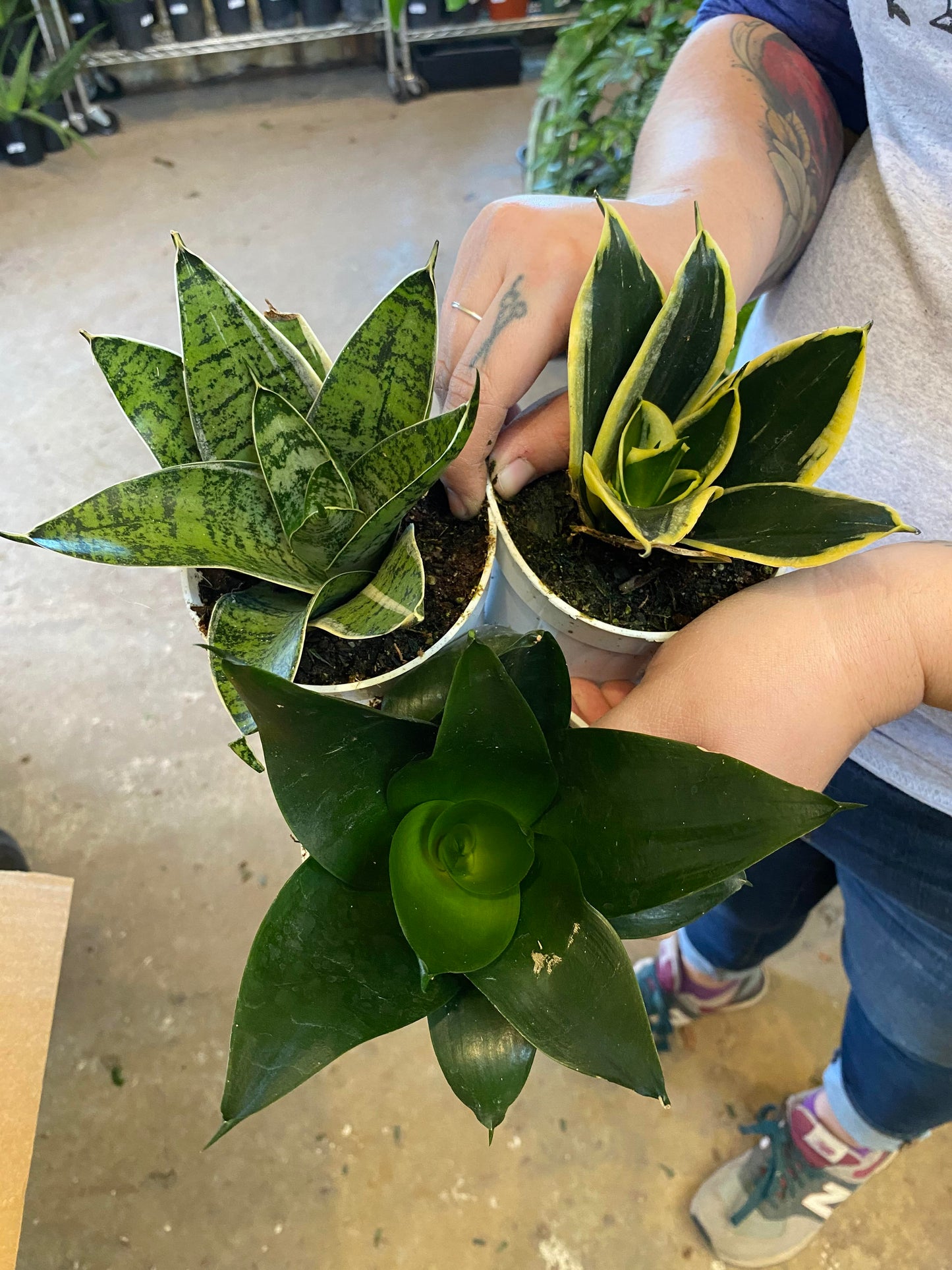 Sansevieria-Assorted 4 inch