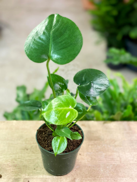 Monstera-Deliciosa 4 inch