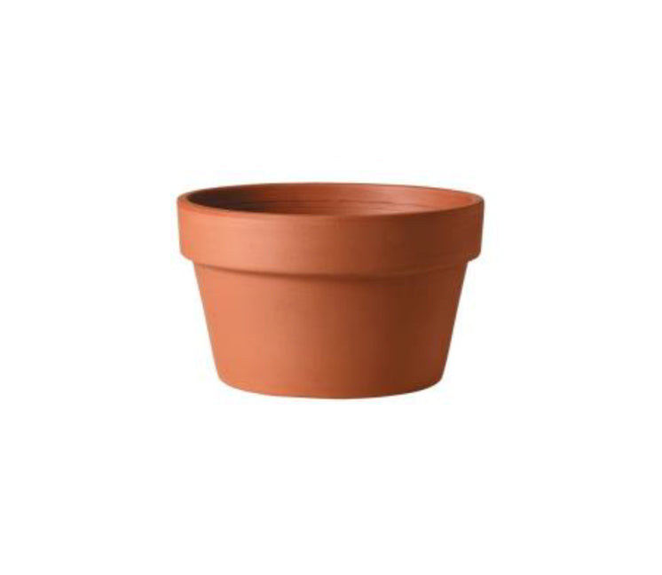 Azalea Terracotta Pot