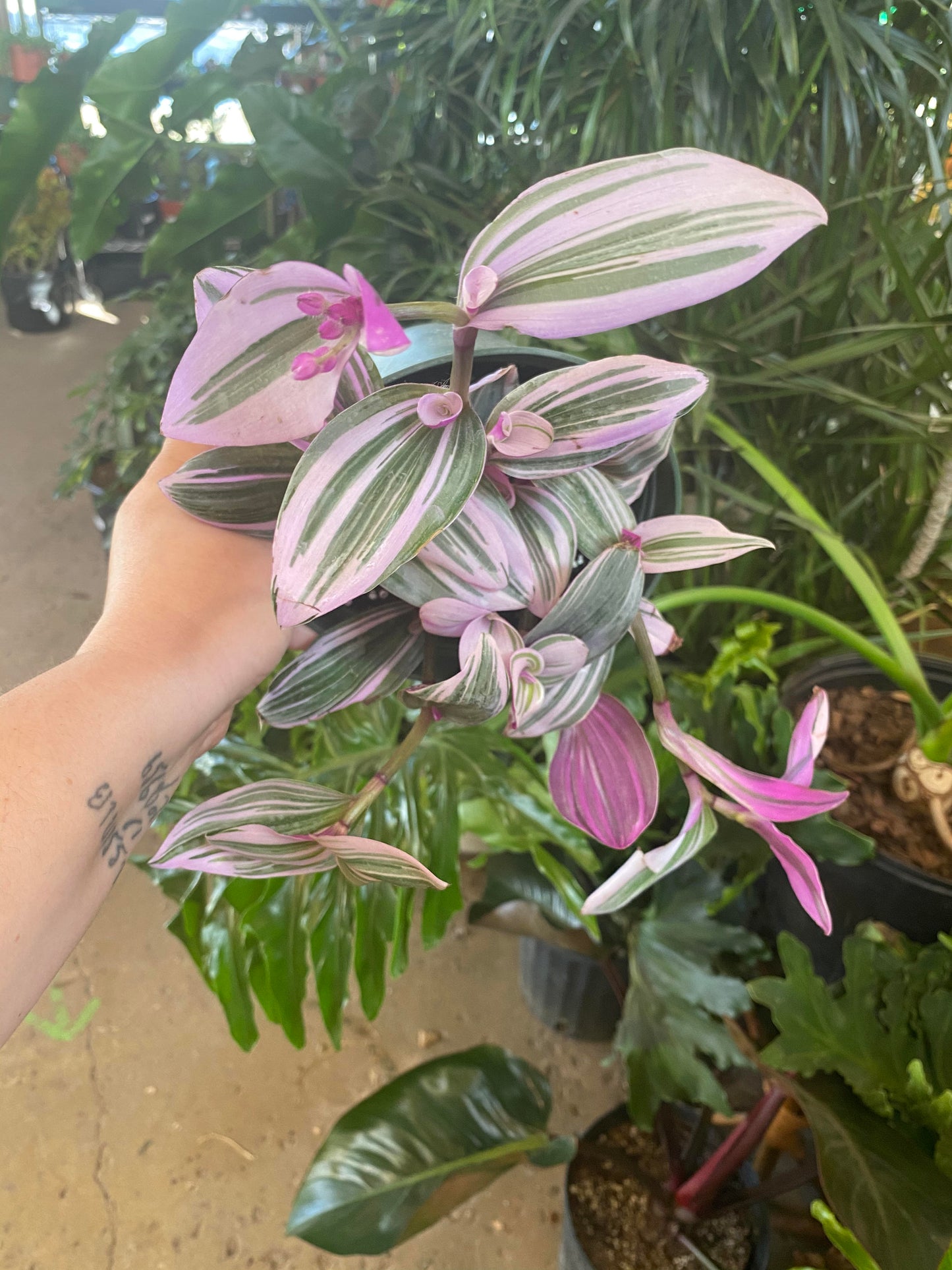 Tradescantia-Nanouk Pink  6 inch HB