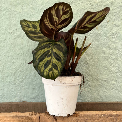 Calathea-Makoyana-4 inch