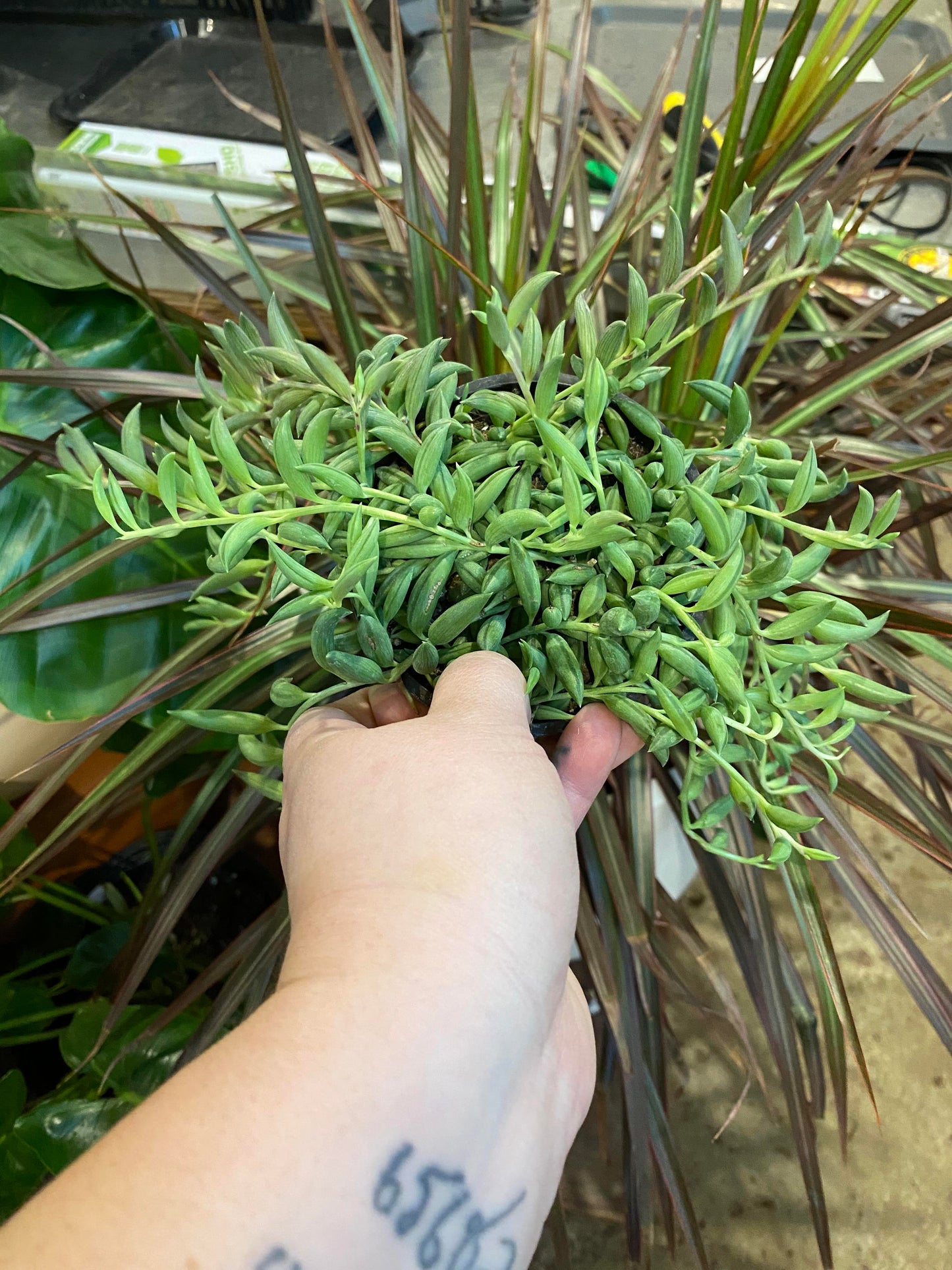 Senecio-Radicans (String of Bananas)-4 inch