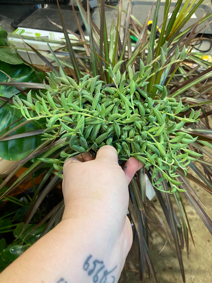 Senecio-Radicans (String of Bananas)-4 inch