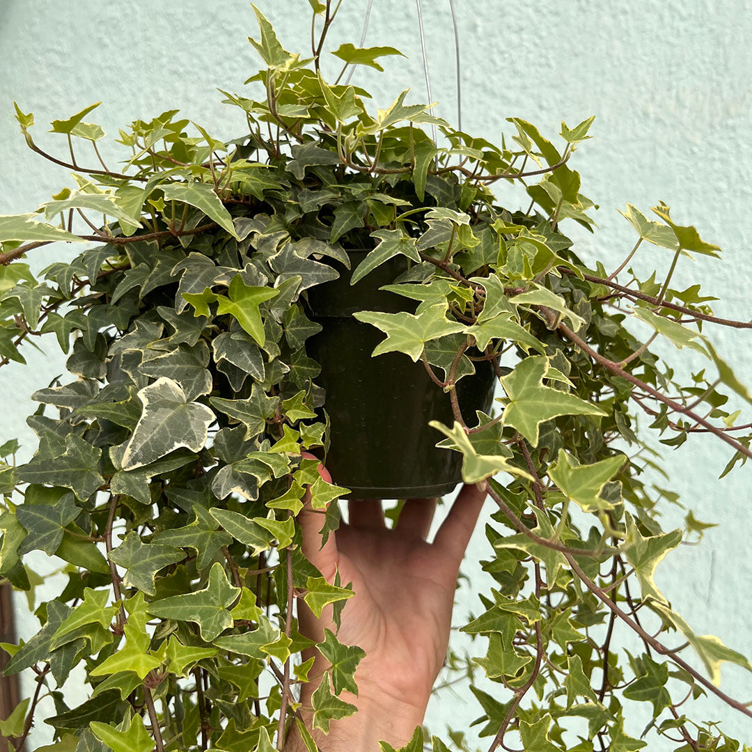 Ivy - Eva Variegated 6 inch