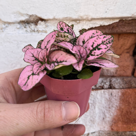 Hypoestes-Splash (Polka Dot Plant)-2 inch